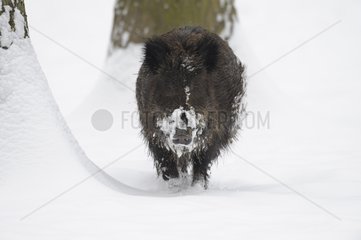 Wild Boar in snow Germany