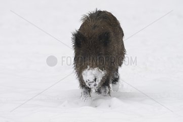 Wild Boar walking in snow Germany