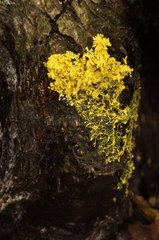 Scrambled egg slime on stump - Forest of Coye France