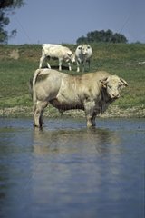 Charolaise bull in Loire river Bourgogne France