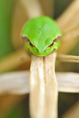 Tree Frog resting on a dried leaf Touraine France