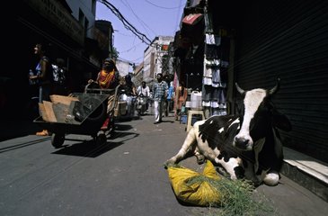 Holly Cow und Heu in der Straße von Dehli Indien
