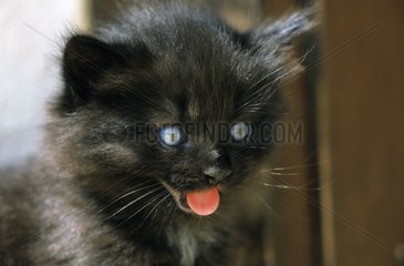 Porträt eines Kätzchens  das die Zunge zieht