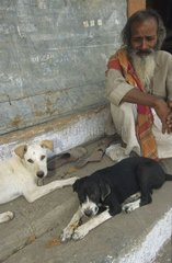 Hunde  die vor einem Haus in Uttar Pradesh India liegen