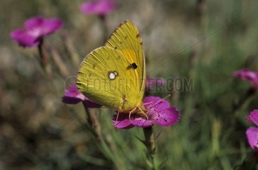 Butcianer Schmetterling auf eine spanische Blume gelegt