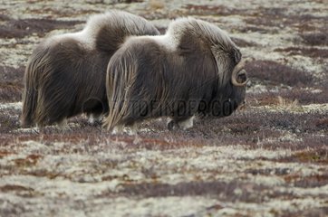 Muskoxes in the tundra Dovrefjell National Park Norway