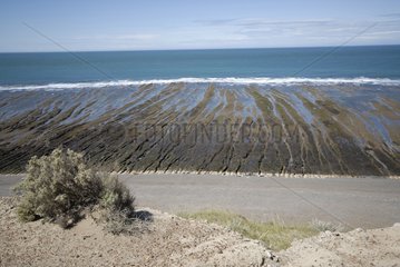 Valdes Halbinsel Patagonia Argentinien Atlantik Ozean