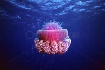 Jellyfish in pelagic environment Rangiroa Tuamotu Polynesia