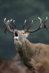 Portrait of a Male Red deer bellowing United-Kingdom