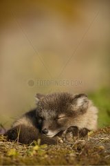 Arctic fox cub resting near the burrow Iceland