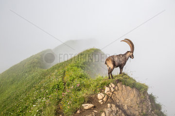 Male alpine ibex (capra ibex) in the fog  Chablais mountains  Alps  France