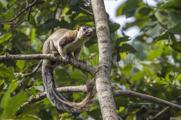 Grizzled giant squirrel (Ratufa macroura) on a branch  Mynneriya national park  Sri Lanka