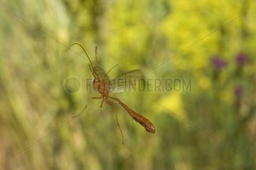 Parasitäre Hymenoptera Flying SA ™ Ne-Et-Loire Frankreich
