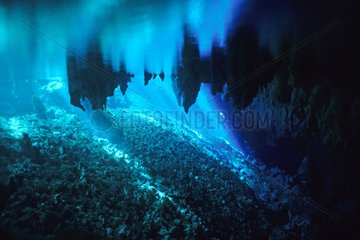 Underwater Cave Lifou Loyalty Islands New Caledonia