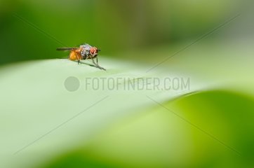 House Fly resting on a leaf France