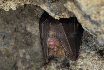 Greater Horseshoe bat in hibernation Auvergne