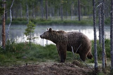 Brown bear going in the forest in the twilight Finland