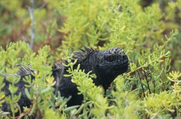 Marine Iguana hided in vegetation Santa Cruz Galapagos