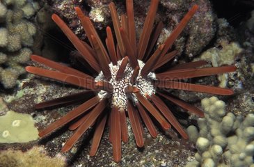 Slate Pencil Sea Urchin on the seabed Pacific Ocean Hawaii