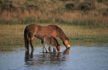 Exmoor Pony and foal Texel Island Netherland