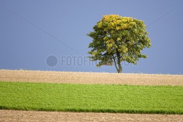 Einzelbaum in einem einfachen Getreide im Sommer Frankreich