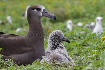 Black footed Albatross adult with its chick Hawai