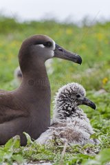 Black footed Albatross adult with its chick Hawai