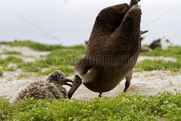 Black footed Albatross adult feeding its chick Hawai