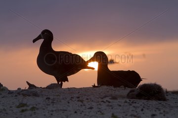 Courtship behaviour of Black footed Albatross at sunset