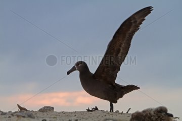 Black footed Albatross adult deploying wings Hawai