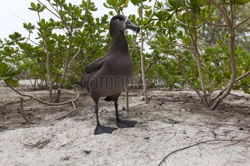 Black footed Albatross adult posed on the ground Hawai