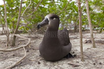 Black footed Albatross adult resting on the ground Hawai