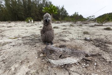 Black footed Albatross chick after a tsunami on Hawai