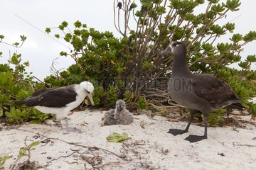 Laysan Albatross near Black footed Albatross Hawai