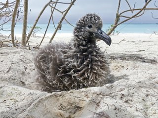 Black footed Albatross chick Sand Island Hawai
