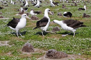 Quarrel between Laysan Albatross in a colony Hawai