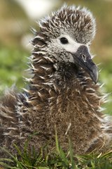Portrait of a Laysan Albatross chick Sand Island Hawaii
