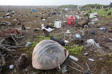 Laysan Albatross colony after a tsunami Hawaii