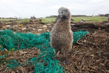 Laysan Albatross chick after a tsunami Hawaii