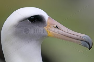 Portrait of a Laysan Albatross adult Sand Island Hawaii