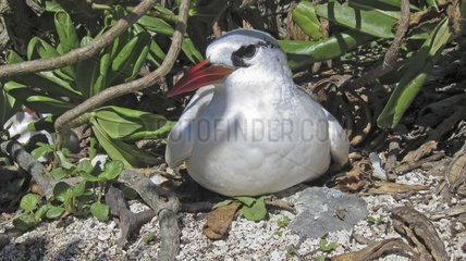 Red tailed Tropicbird nesting Eastern Island Hawaii