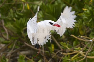 Red tailed Tropicbird flying away Sand Island Hawaii
