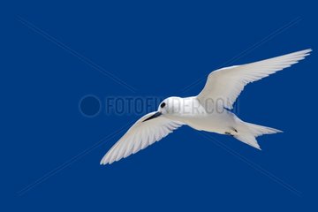 Common white Tern in flight Sand Island Hawaii