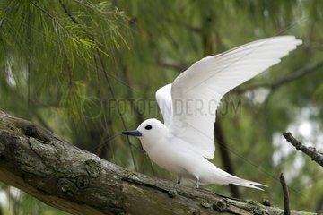 Common white Tern just landing on a branch Hawaii