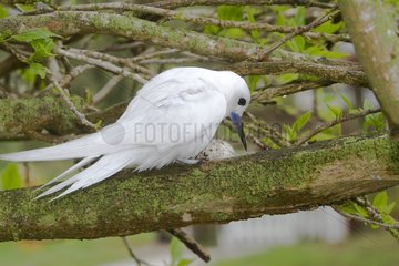 Common white Tern near its egg on a branch Hawaii