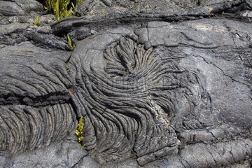 Pioneer ferns on a lava flow in cord of Kilauea volcano