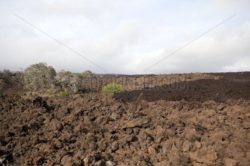 Lava flow of Kilauea volcano Hawaii Island