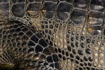 Detail of an American Alligator's skin Louisiana