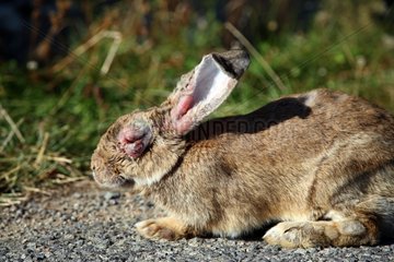 European rabbit suffering from myxomatosis Indre France