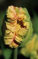 Large plan of a Parrot tulip closed